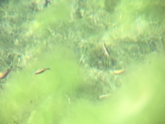 Cyprinodon nevadensis mionectes