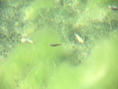 Cyprinodon nevadensis mionectes