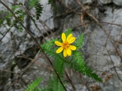 Chrysactinia pinnata