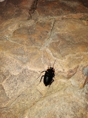 Pseudoderopeltis