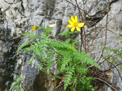 Chrysactinia pinnata