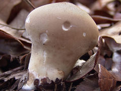 Lycoperdon molle
