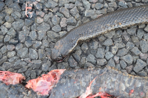 Blue-bellied Black Snake sighting