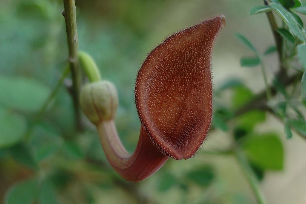 Andalusian Pipevine