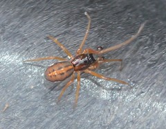 Pachygnatha autumnalis