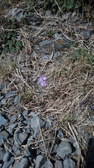 Dianthus pygmaeus