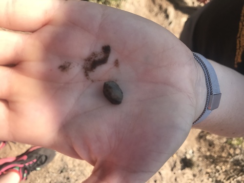 iNaturalist observation photo of Gastropods