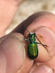 Cicindela tranquebarica arida