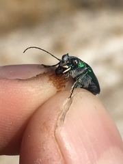 Cicindela tranquebarica arida