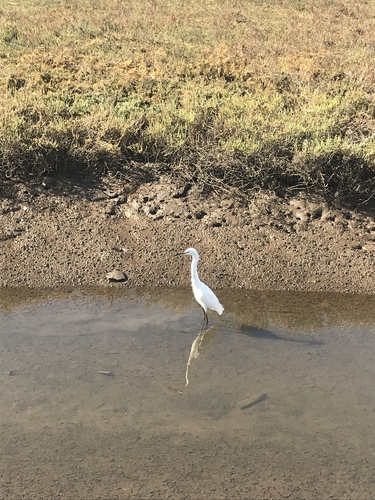 iNaturalist observation photo of Snowy Egret
