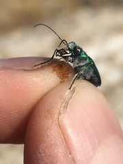 Cicindela tranquebarica arida