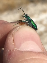 Cicindela tranquebarica arida