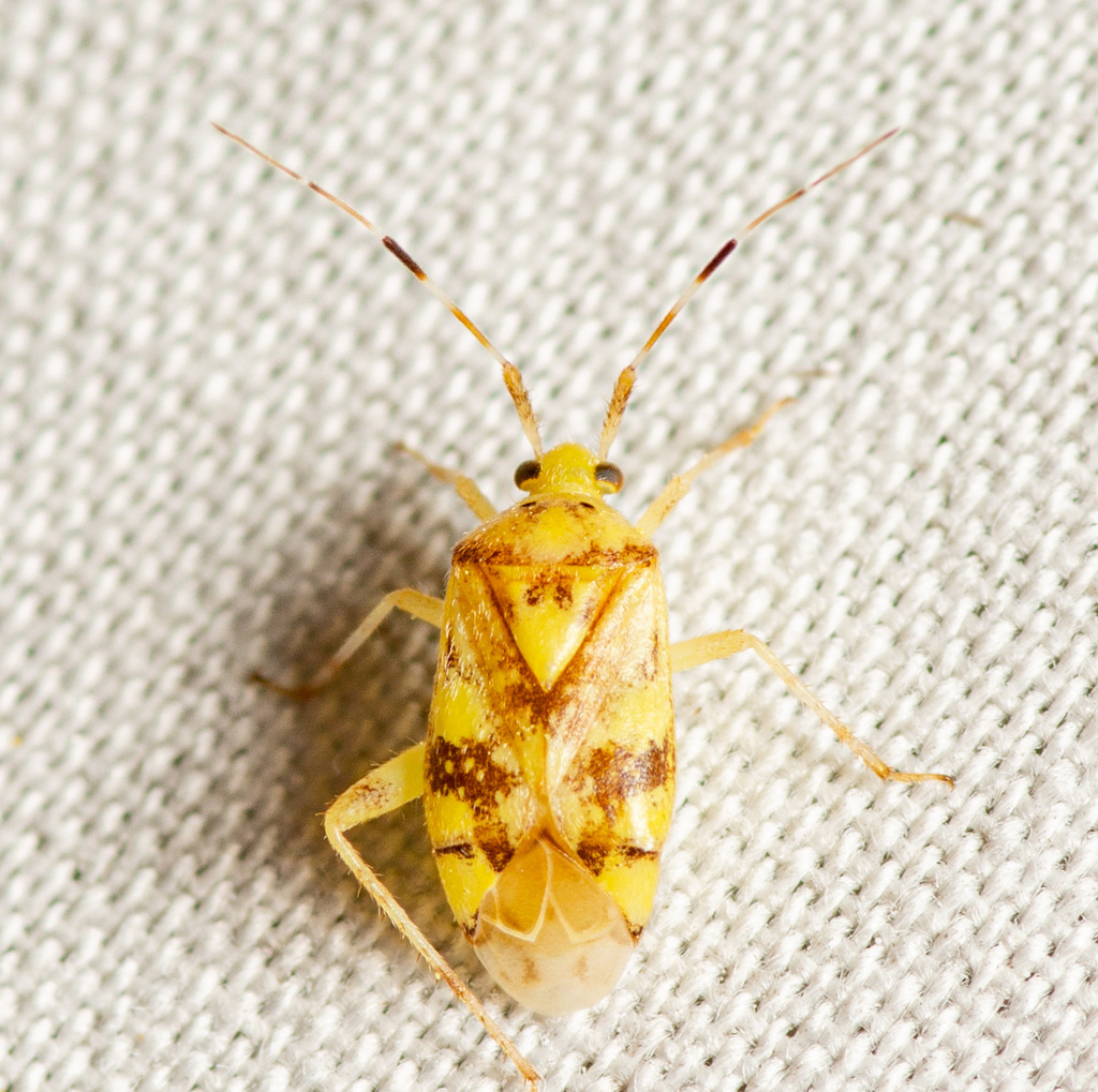 Taedia multisignata