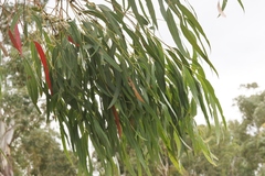 Eucalyptus amygdalina