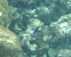 Labroides phthirophagus