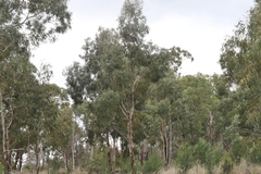 Eucalyptus amygdalina