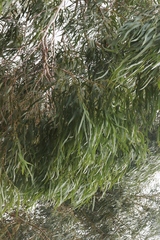 Eucalyptus amygdalina