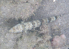 Synodus dermatogenys