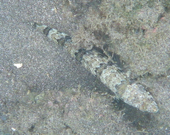 Synodus dermatogenys