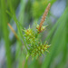Common Yellow-Sedge - Photo (c) Mike Lusk, some rights reserved (CC BY-NC)
