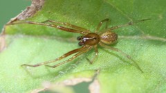 Anelosimus studiosus