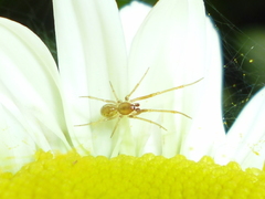 Anelosimus studiosus