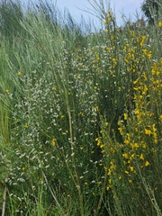 Cytisus striatus image