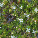 Galium perpusillum - Photo (c) Mike Lusk, μερικά δικαιώματα διατηρούνται (CC BY-NC), uploaded by Mike Lusk
