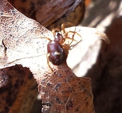 Asagena americana