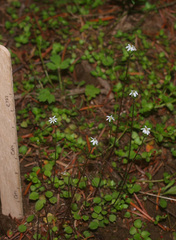 Lagenophora strangulata