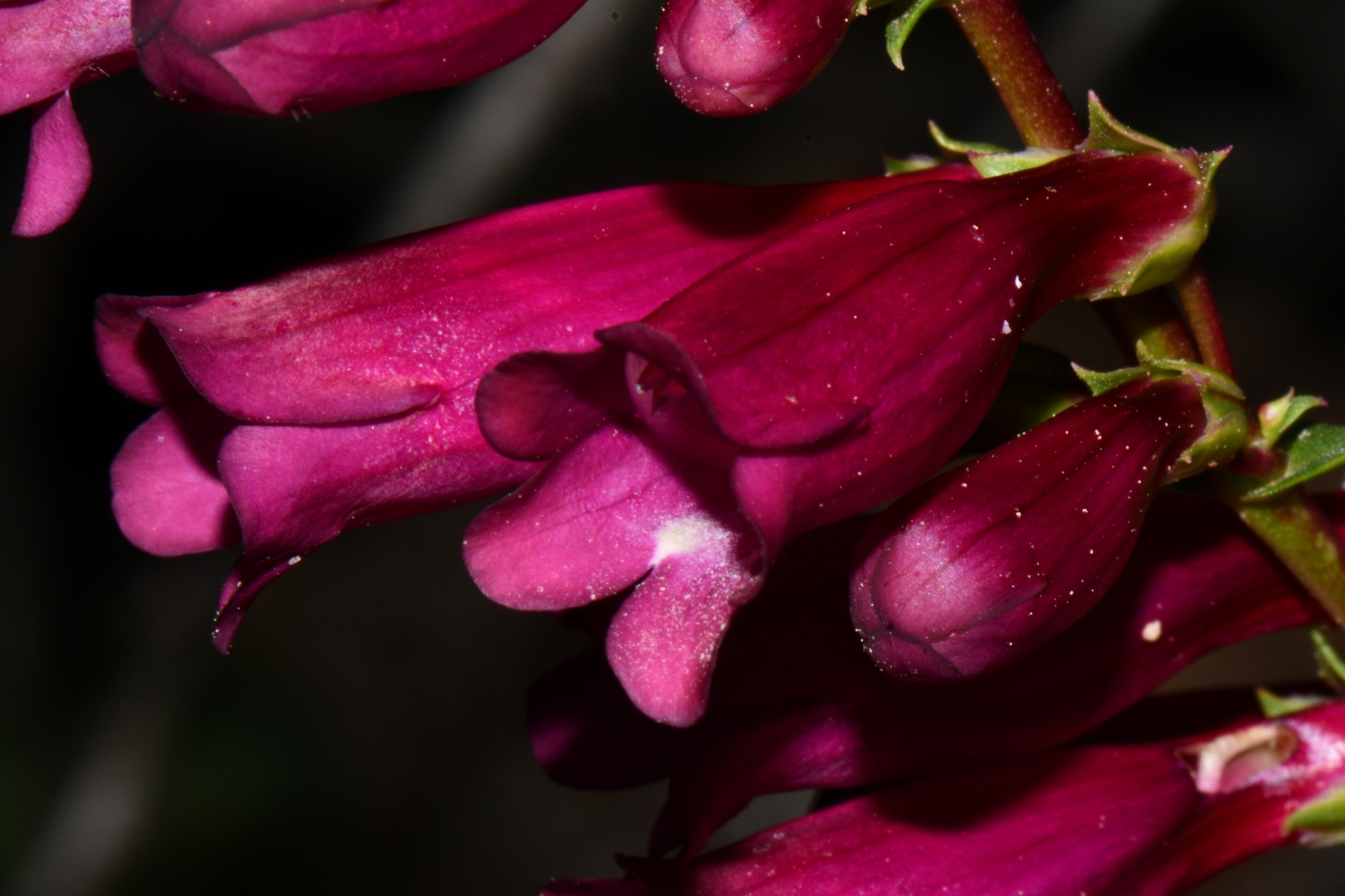 Penstemon X jonesii
