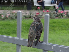 Sturnus vulgaris