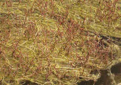 Myriophyllum triphyllum