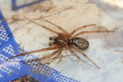 Enoplognatha marmorata