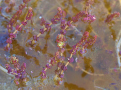 Myriophyllum triphyllum