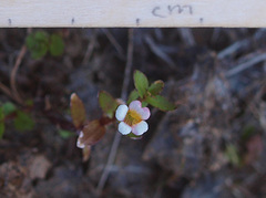 Gratiola sexdentata