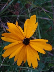 Coreopsis gladiata