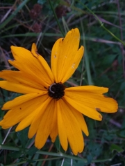 Coreopsis gladiata