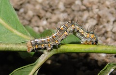 Veniliodes pantheraria