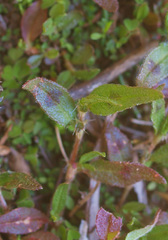 Persicaria prostrata