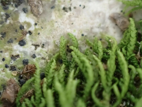 Image of Heterocladium macounii by no rights reserved