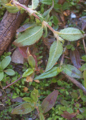 Persicaria prostrata