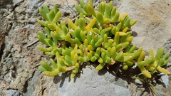 Disphyma australe australe