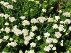 Ozothamnus turbinatus