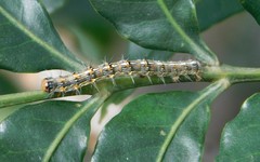 Veniliodes pantheraria