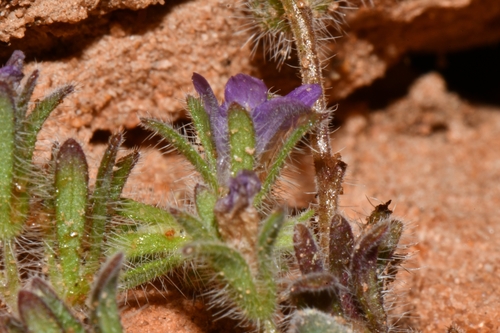 Image of Phacelia curvipes by (c) Darrin Gobble, some rights reserved (CC BY)