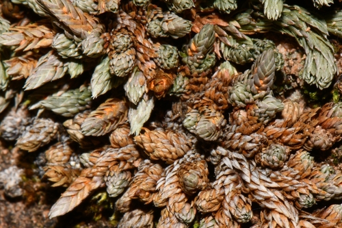 Image of Selaginella utahensis by (c) Darrin Gobble, some rights reserved (CC BY)