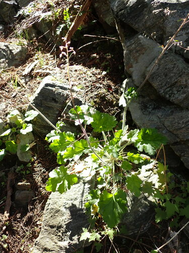 Heuchera micrantha