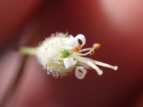 Heuchera micrantha