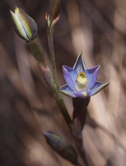 Thelymitra hatchii
